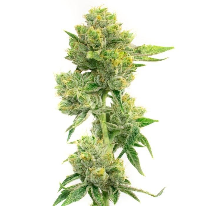 Melting Pot cannabis seeds packaging — Royal King Seeds Australia
