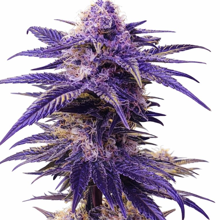 Mendocino Purps cannabis seeds packaging — Royal King Seeds Australia