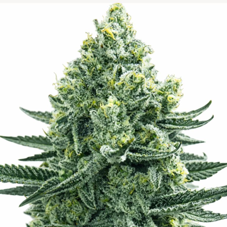 Merlot OG cannabis seeds packaging — Royal King Seeds Australia