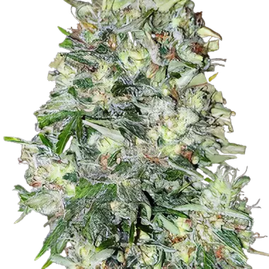 Mickey Kush cannabis seeds packaging — Royal King Seeds Australia