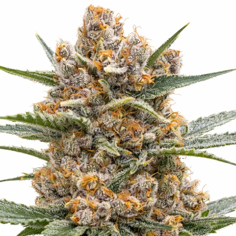 Middlefork cannabis seeds packaging — Royal King Seeds Australia