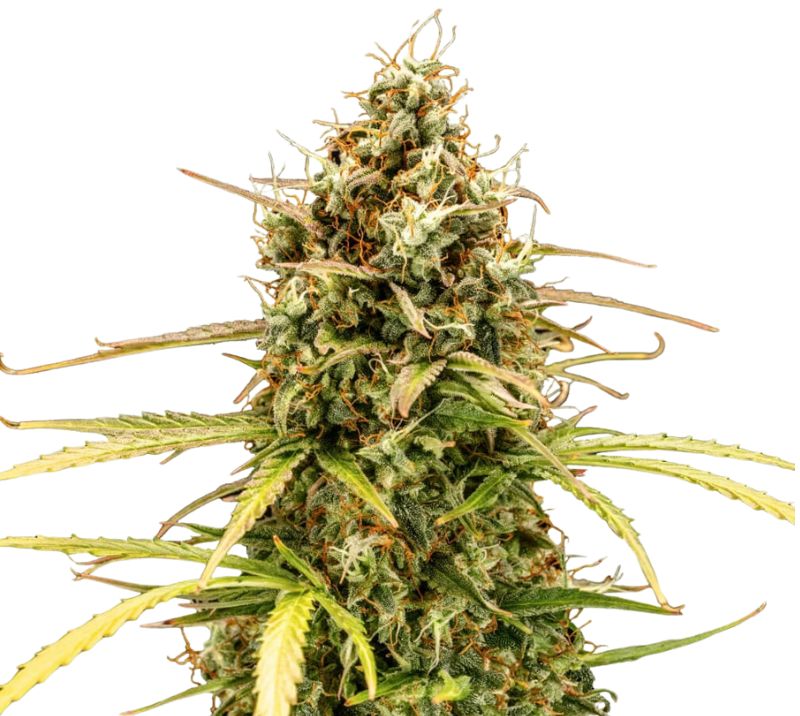 Milky Way cannabis seeds packaging — Royal King Seeds Australia