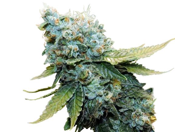 Millennium cannabis seeds packaging — Royal King Seeds Australia