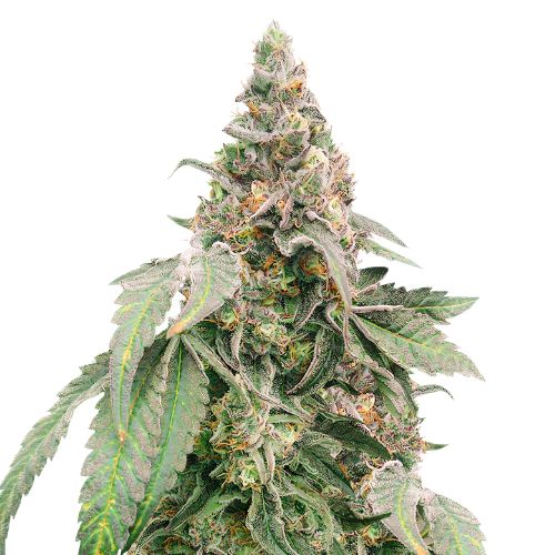 Mimosa cannabis seeds packaging — Royal King Seeds Australia