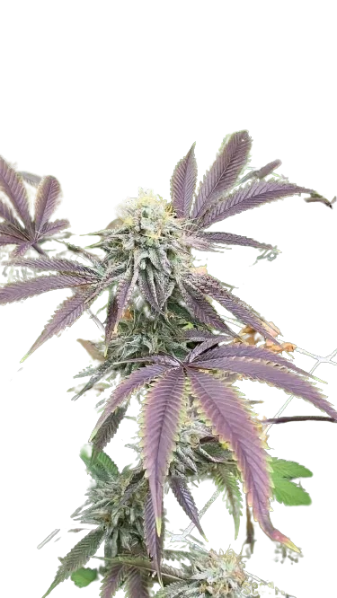 Mint Chocolate Chip cannabis seeds packaging — Royal King Seeds Australia