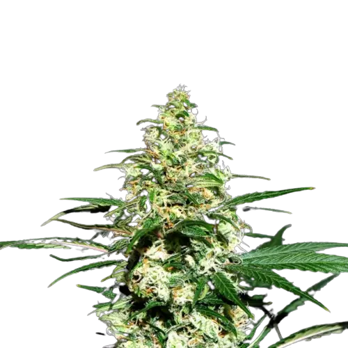 Mint Chocolate cannabis seeds packaging — Royal King Seeds Australia