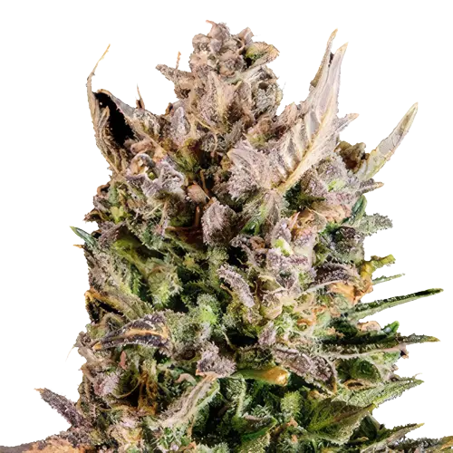MK Ultra cannabis seeds packaging — Royal King Seeds Australia
