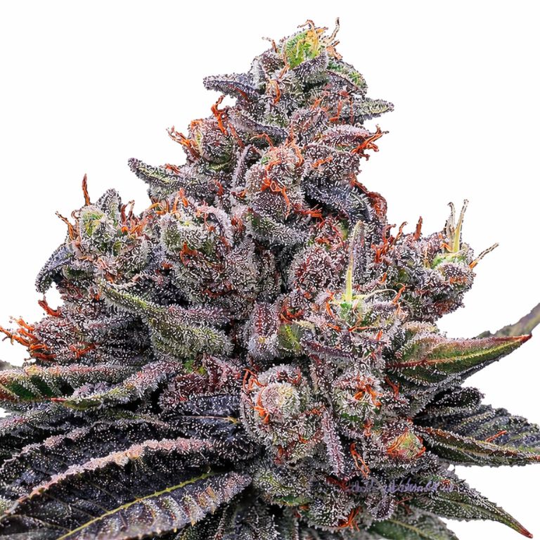 Mob Boss cannabis seeds packaging — Royal King Seeds Australia