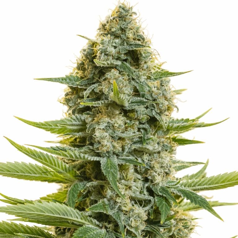 Moby Dick cannabis seeds packaging — Royal King Seeds Australia
