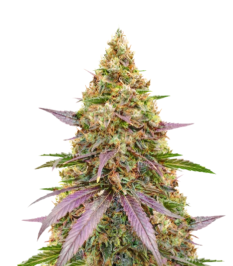 Money Maker cannabis seeds packaging — Royal King Seeds Australia