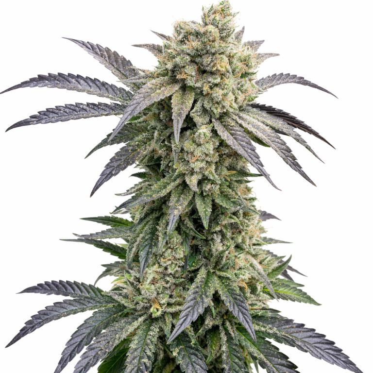 Monkey Berries cannabis seeds packaging — Royal King Seeds Australia