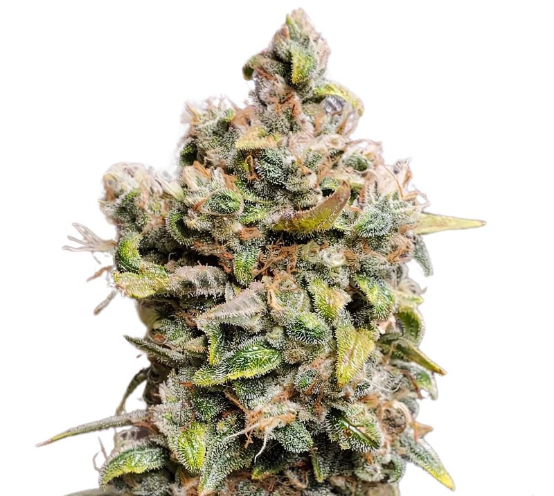 Monster Cookies cannabis seeds packaging — Royal King Seeds Australia