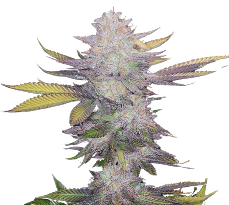 Montana Silvertip cannabis seeds packaging — Royal King Seeds Australia