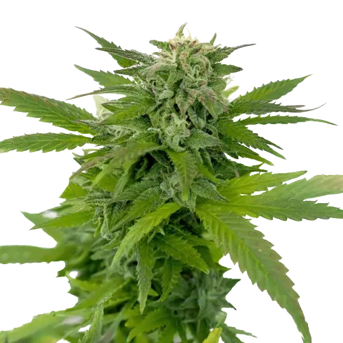 Moonshine Haze cannabis seeds packaging — Royal King Seeds Australia