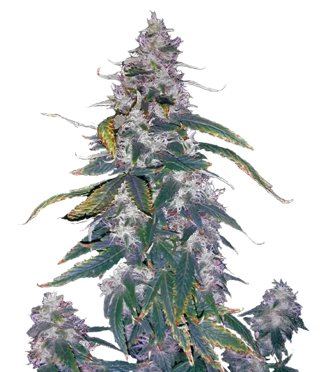 Morning Glory cannabis seeds packaging — Royal King Seeds Australia