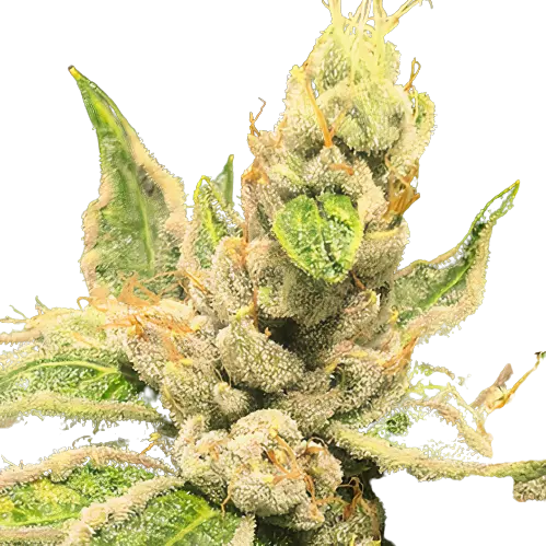 Motavation cannabis seeds packaging — Royal King Seeds Australia
