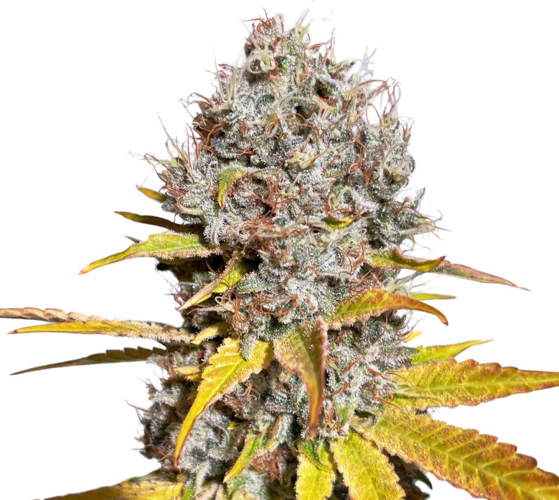 Mother of Berries cannabis seeds packaging — Royal King Seeds Australia
