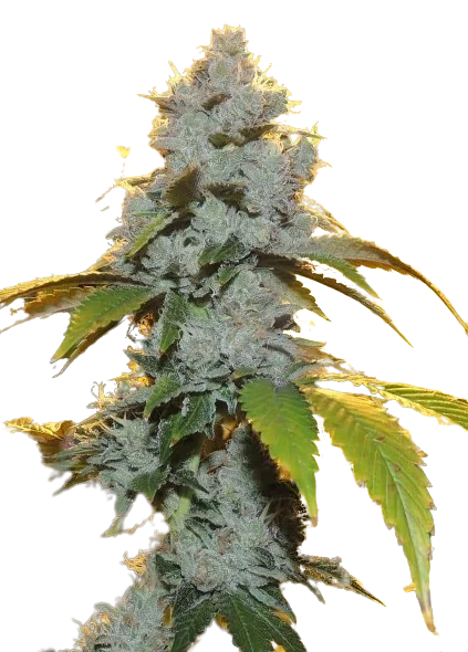 Motorbreath #15 cannabis seeds packaging — Royal King Seeds Australia