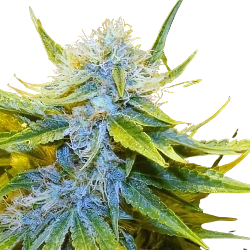 Mr. Nice cannabis seeds packaging — Royal King Seeds Australia