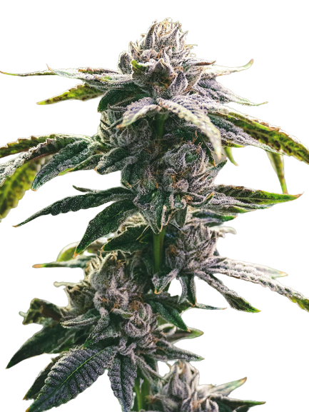 Ms. Universe cannabis seeds packaging — Royal King Seeds Australia