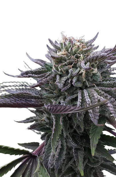 Mt. Rainier cannabis seeds packaging — Royal King Seeds Australia