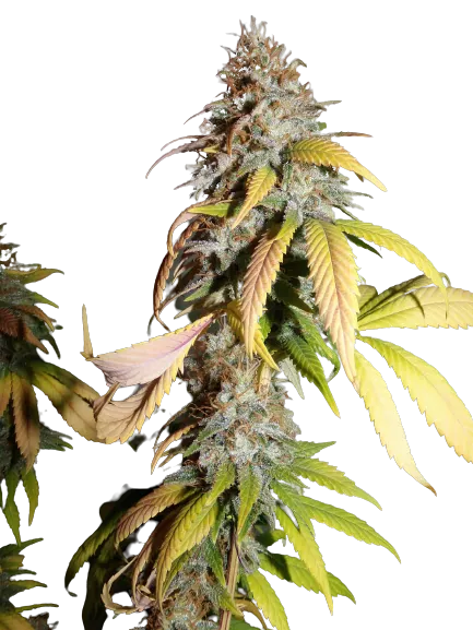 Nebula cannabis seeds packaging — Royal King Seeds Australia