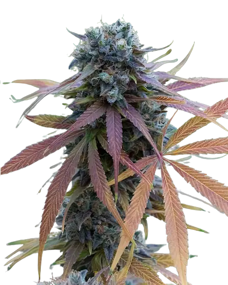 New Glue cannabis seeds packaging — Royal King Seeds Australia