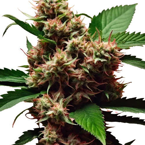 Nice Cherry Feminized
