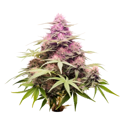 Nicole Kush Feminized