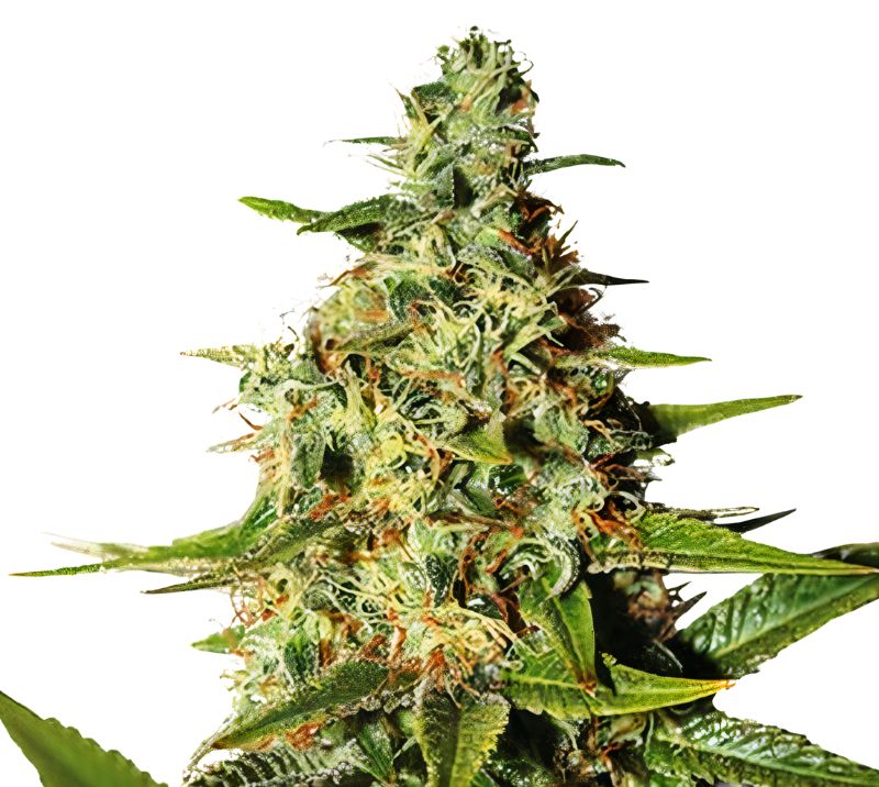 Night Nurse Feminized