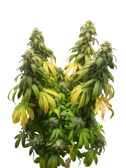 Night Terror OG Feminized