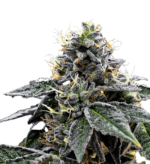 Night Train cannabis seeds packaging — Royal King Seeds Australia