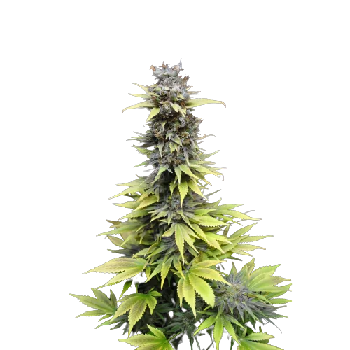 Nordle CBD cannabis seeds packaging — Royal King Seeds Australia