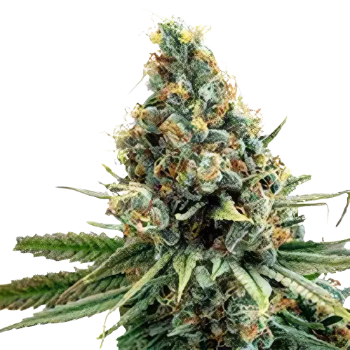 North American cannabis seeds packaging — Royal King Seeds Australia