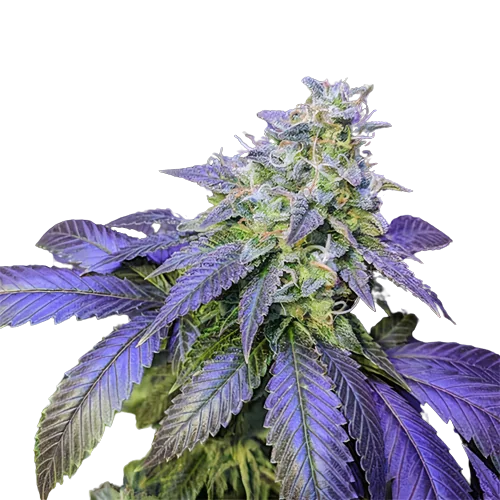 Northern Berry cannabis seeds packaging — Royal King Seeds Australia