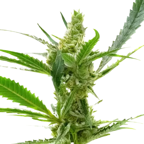 Northern Cream cannabis seeds packaging — Royal King Seeds Australia