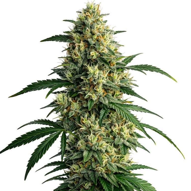 Northern Lights cannabis seeds packaging — Royal King Seeds Australia
