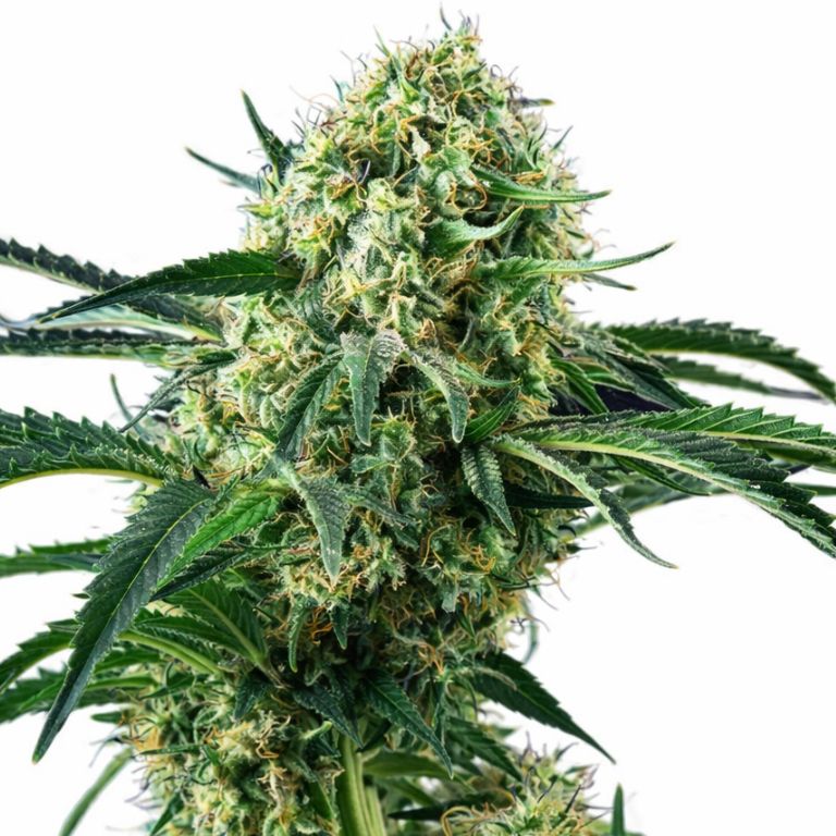 Northern Wreck cannabis seeds packaging — Royal King Seeds Australia
