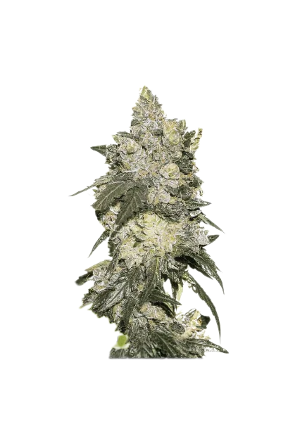 Nuclear Cookies cannabis seeds packaging — Royal King Seeds Australia