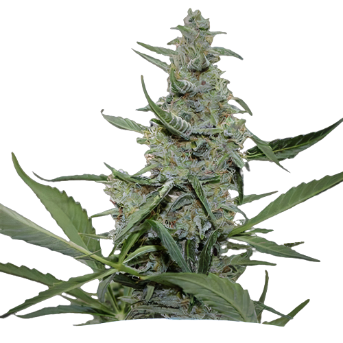 Nuken cannabis seeds packaging — Royal King Seeds Australia