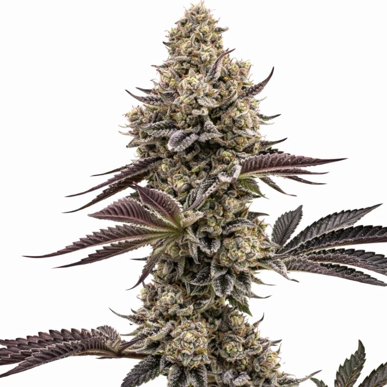 Nutter cannabis seeds packaging — Royal King Seeds Australia