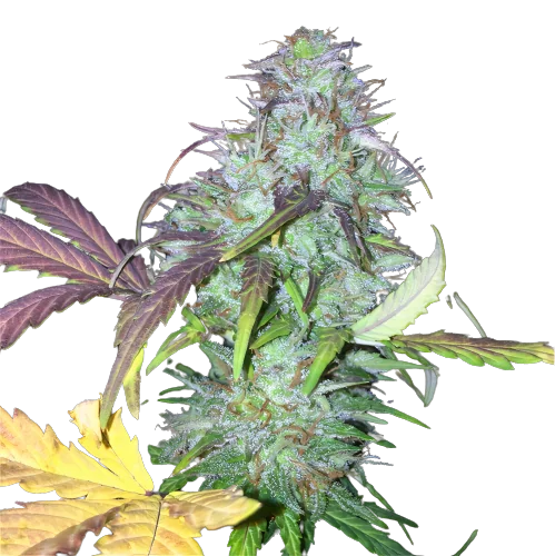 NY-47 cannabis seeds packaging — Royal King Seeds Australia