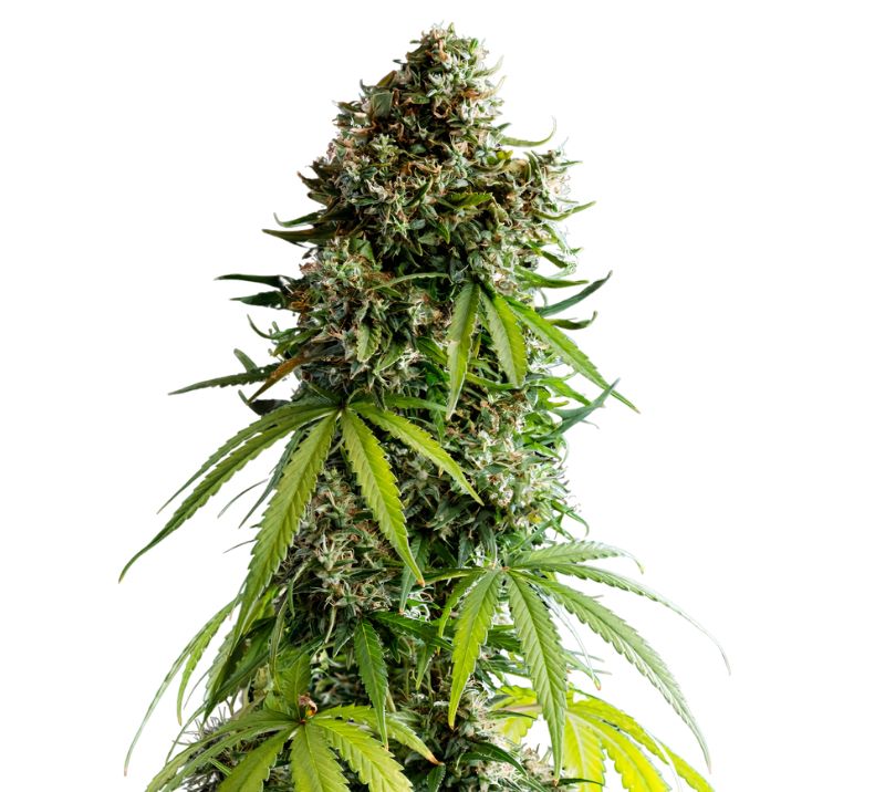 NYC Sour Diesel Feminized