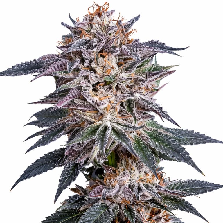 Obama Kush cannabis seeds packaging — Royal King Seeds Australia