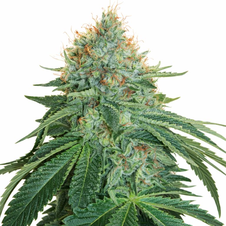 OG #18 cannabis seeds packaging — Royal King Seeds Australia