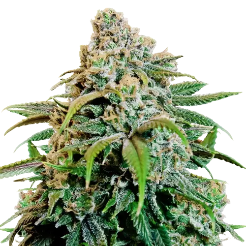OG Cheese cannabis seeds packaging — Royal King Seeds Australia