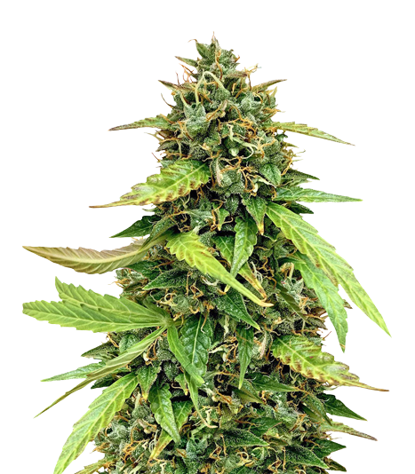 OG Chem cannabis seeds packaging — Royal King Seeds Australia