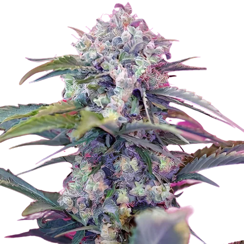 OG Diesel Kush cannabis seeds packaging — Royal King Seeds Australia