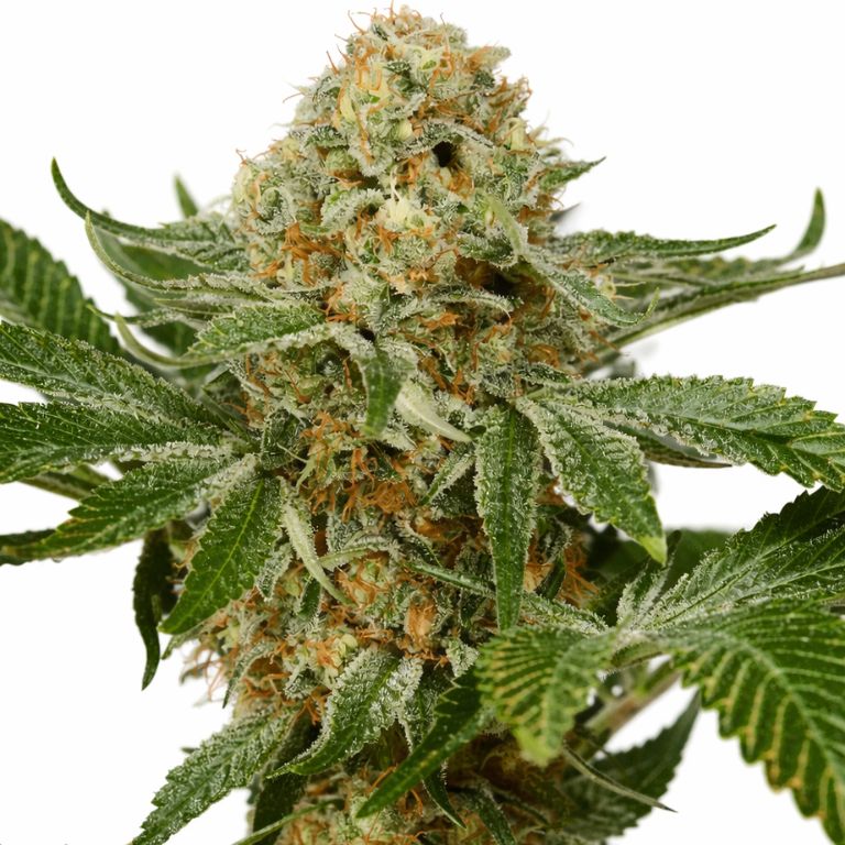 OG Kush cannabis seeds packaging — Royal King Seeds Australia