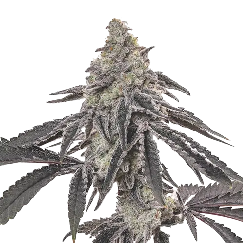 Ogre Berry cannabis seeds packaging — Royal King Seeds Australia